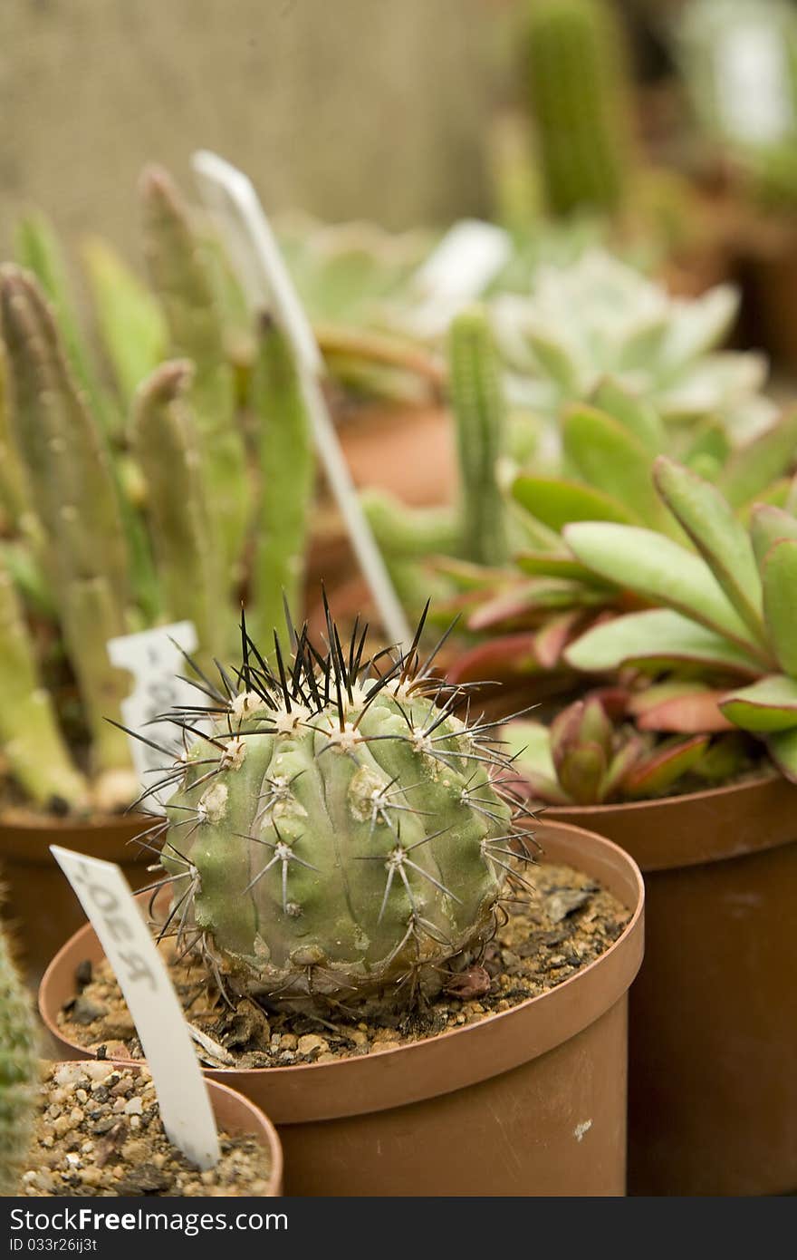 Cacti Nursery