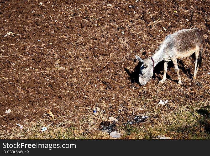 Donkey on the ground