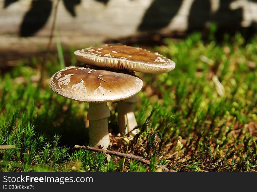 Two mushrooms in sunlight in the forest