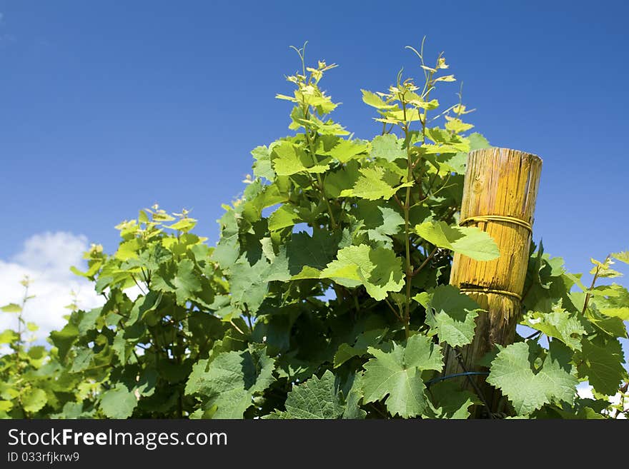 Vineyard, Leaves.