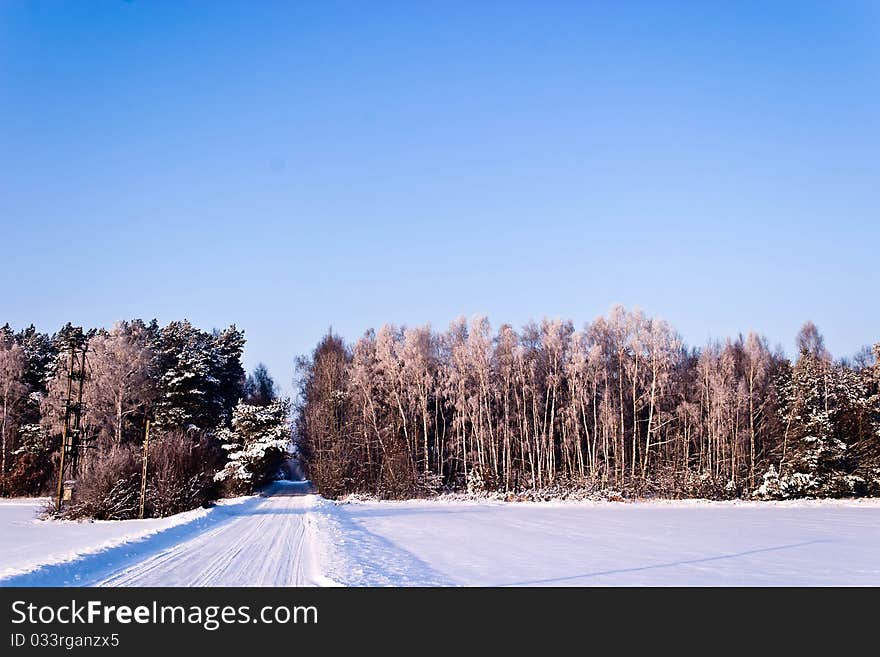 Sunlight in the white forest, winter time