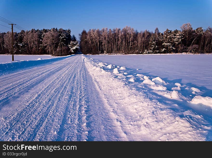 Sunlight in the white forest, winter time