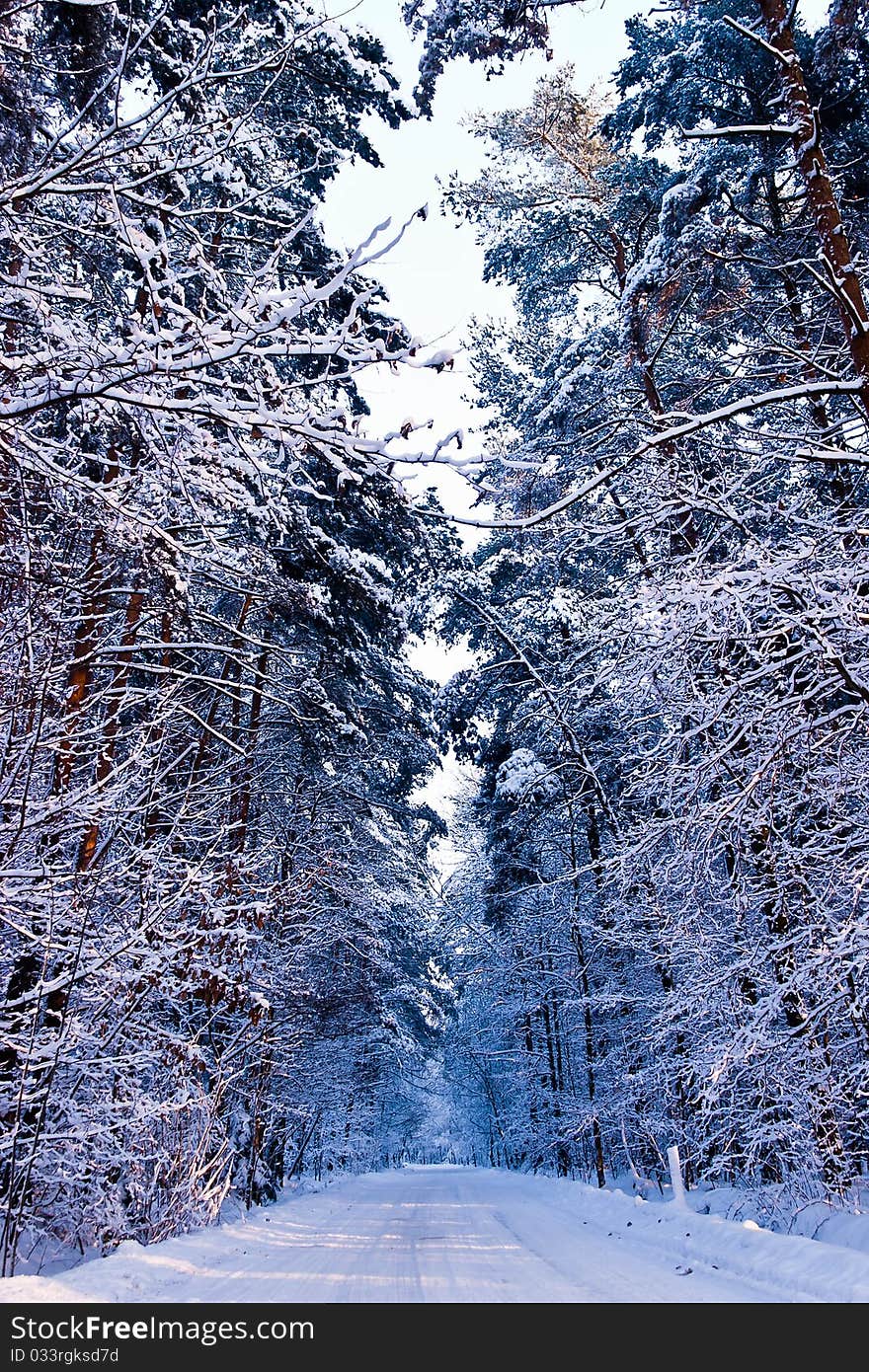 Sunlight in the white forest, winter time