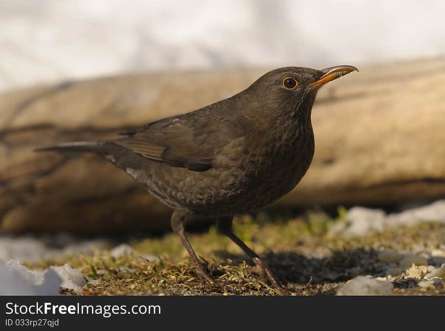 Side view of a female blackbird. Side view of a female blackbird