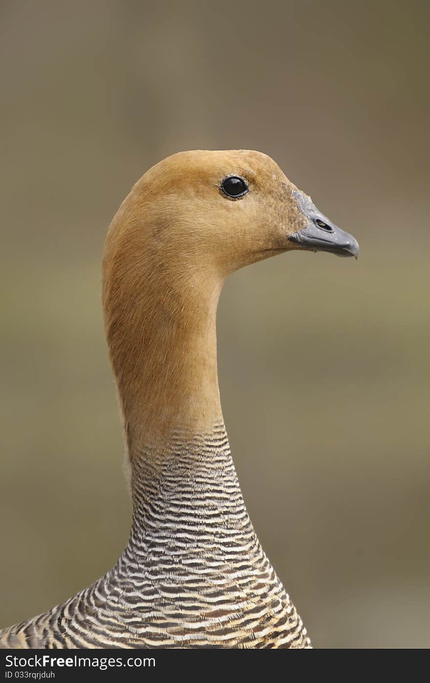 A portrait of a Upland Goose or Magellan Goose. A portrait of a Upland Goose or Magellan Goose