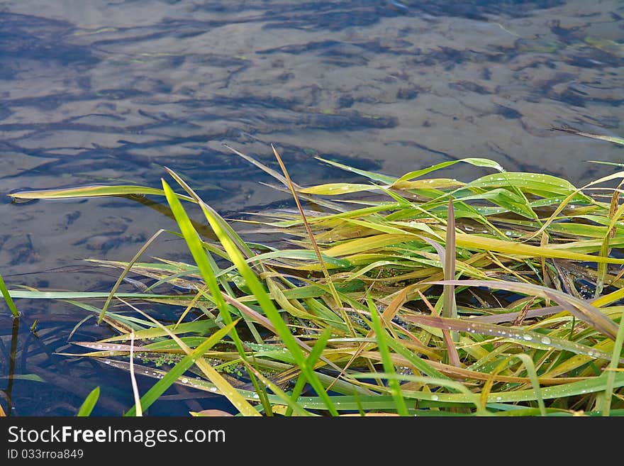 Yellowing grass on water surface, background