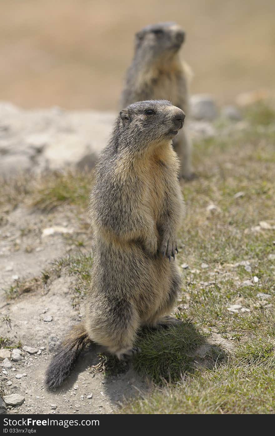 Side view of two marmots