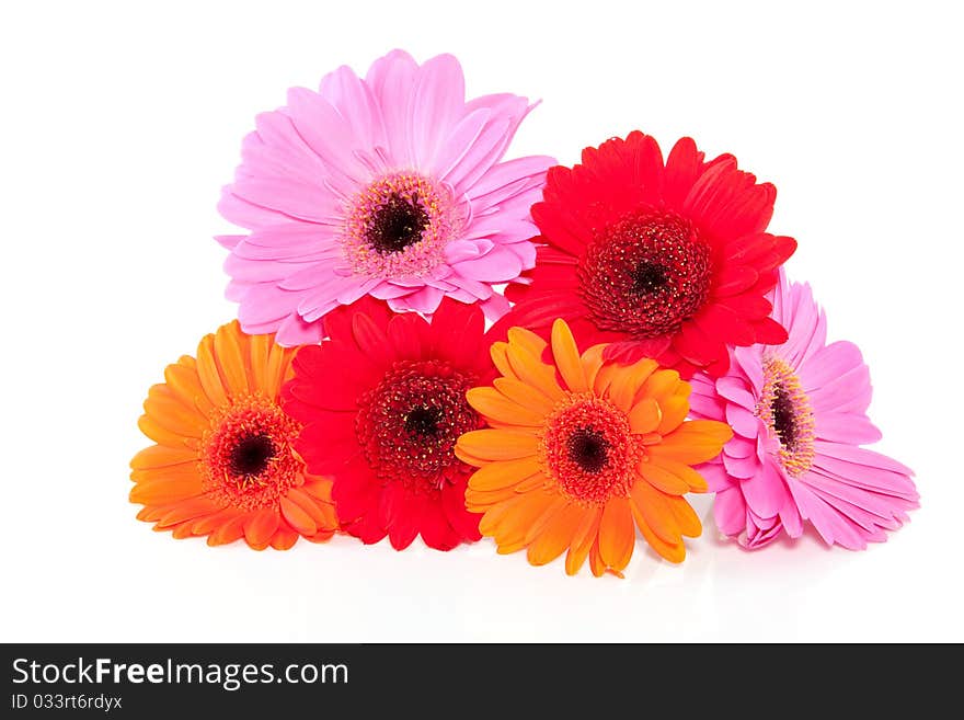 Red orange and pink gerber isolated over white