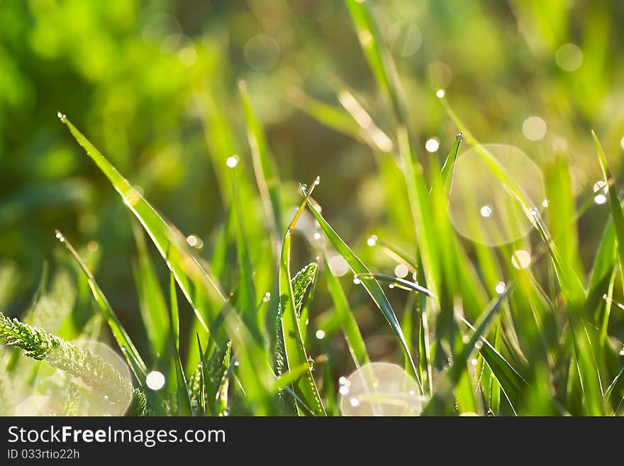 Morning green grass with dew