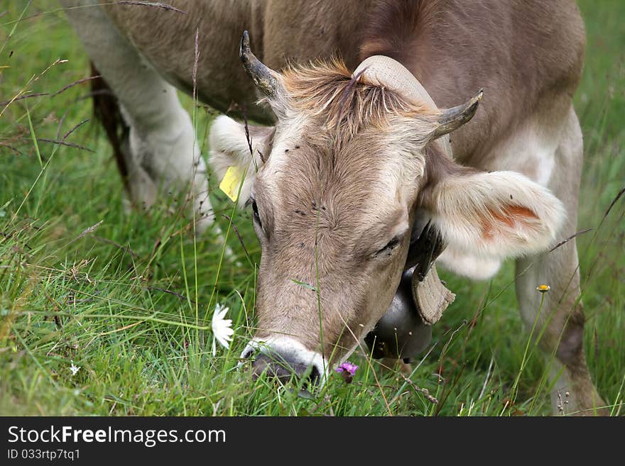 Milk cow in an Italian bent grass. Milk cow in an Italian bent grass