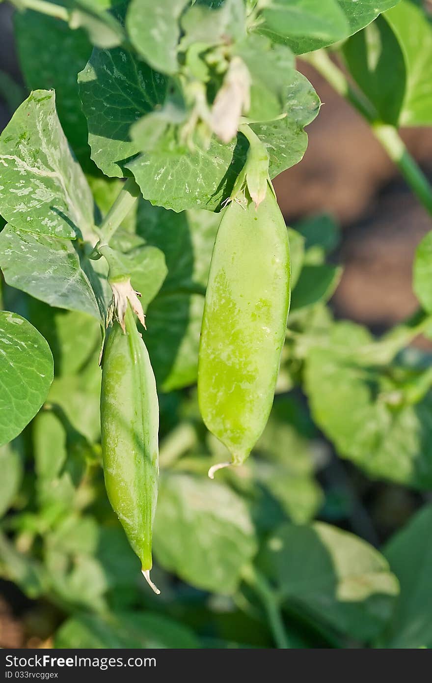 Green peas in the garden