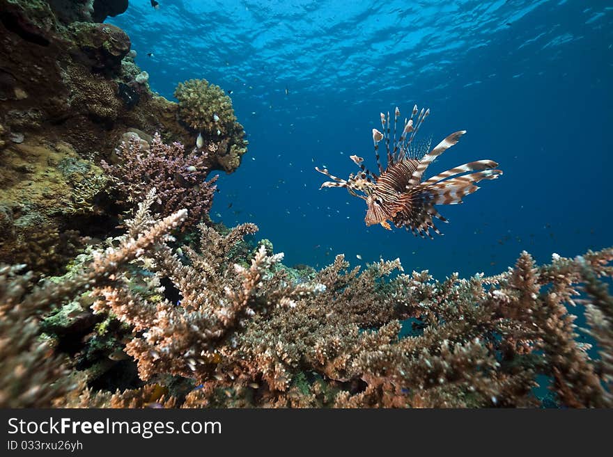 Lionfish and acropora.