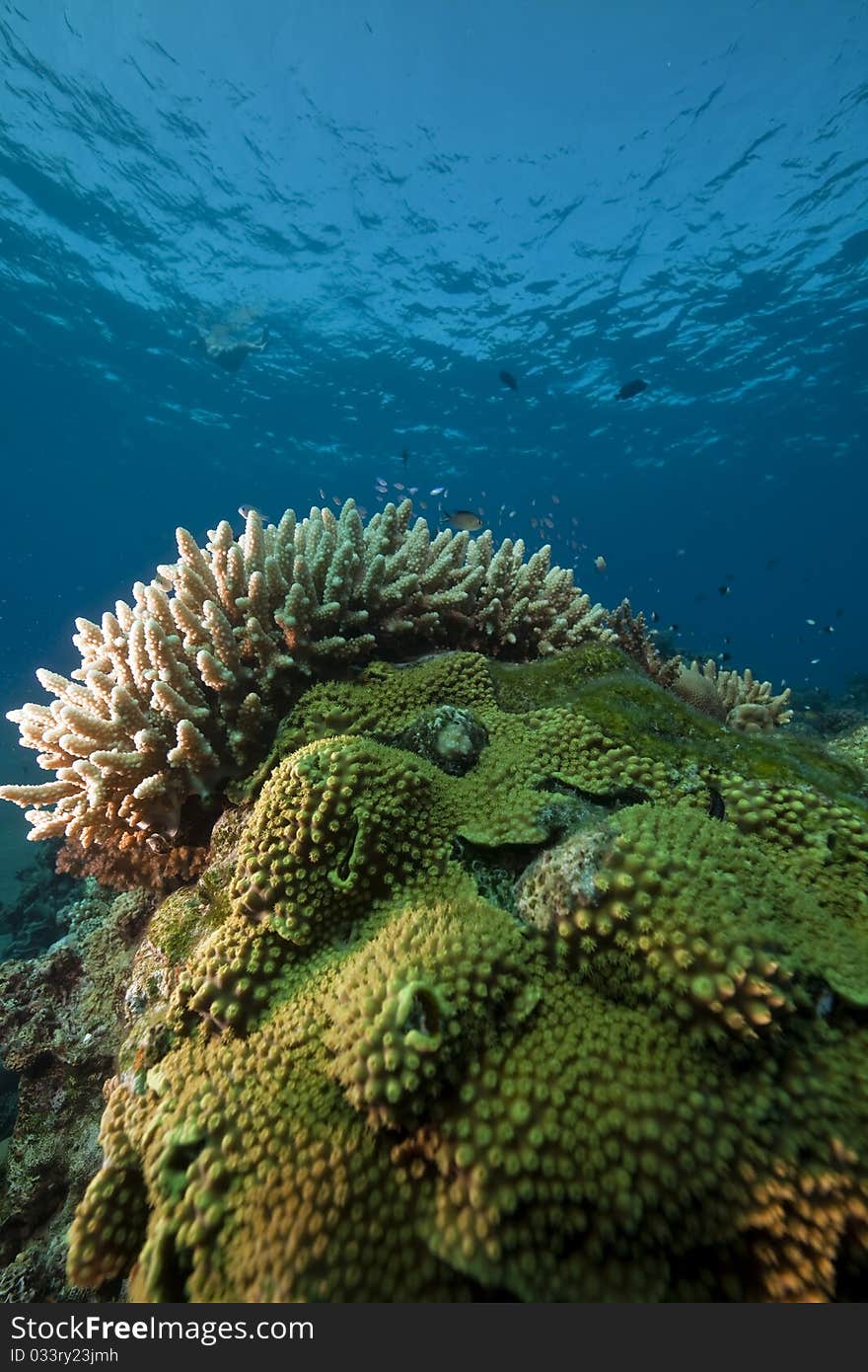 Ocean, coral and fish in the Red Sea. Ocean, coral and fish in the Red Sea.