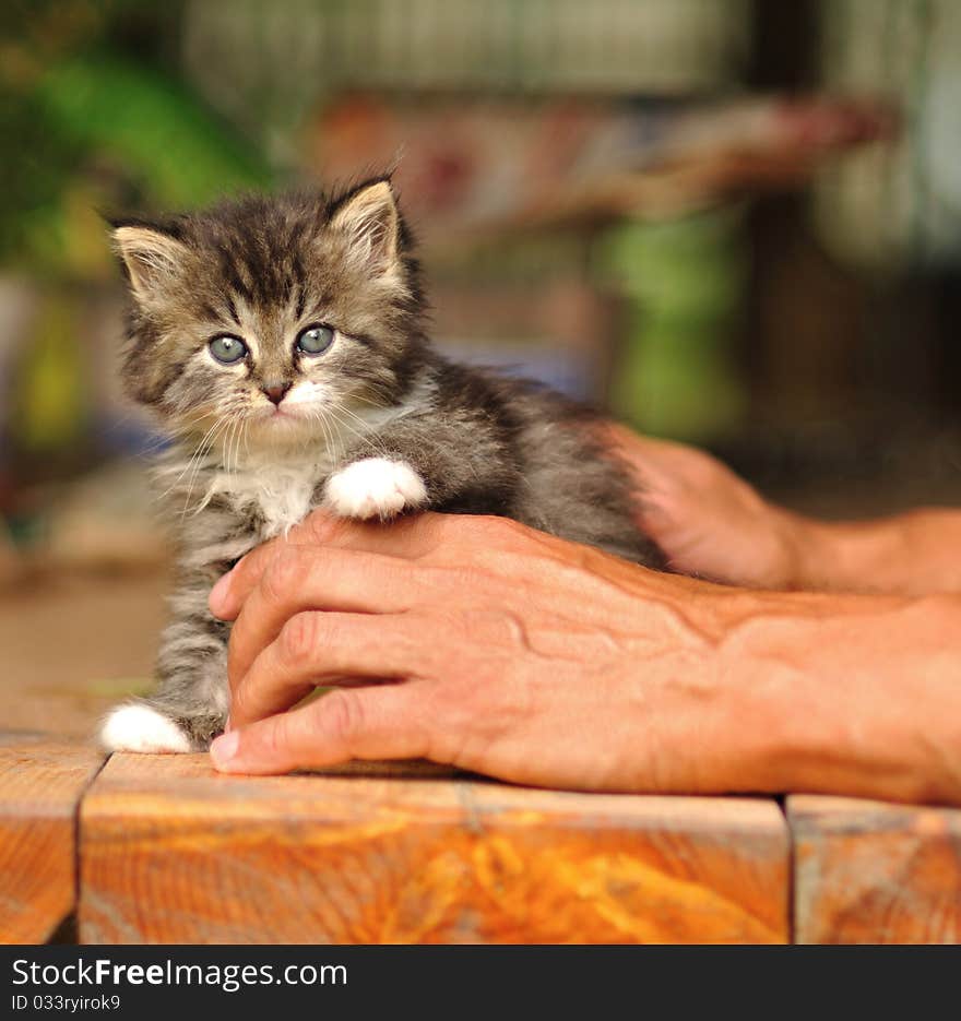 Kitten Portrait