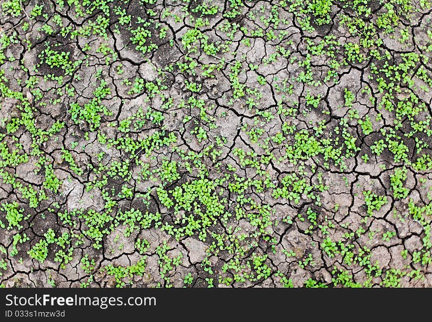 Green grass growing trough dead soil in afternoon