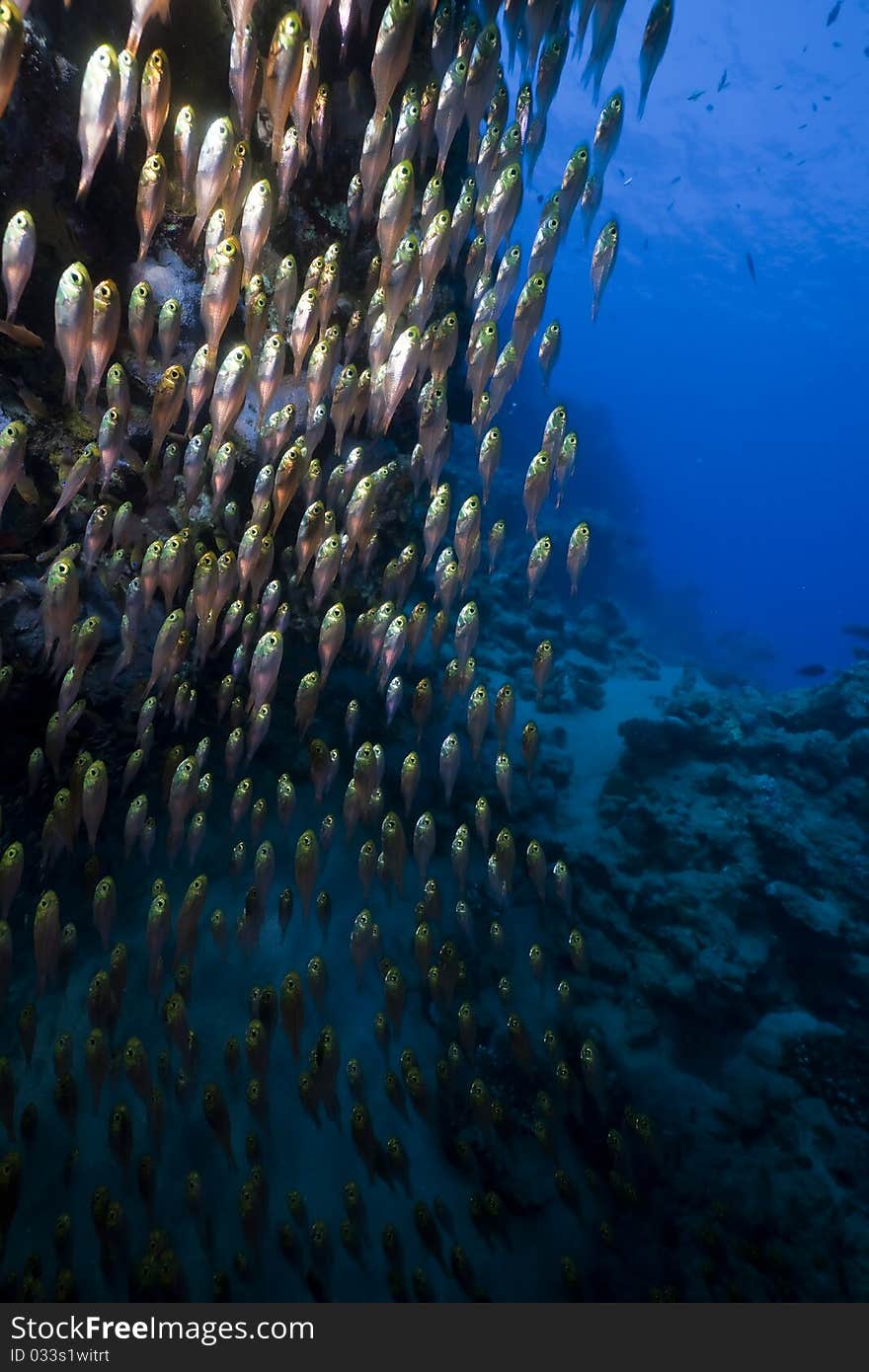 Glassfish, coral and ocean in the Red Sea. Glassfish, coral and ocean in the Red Sea.