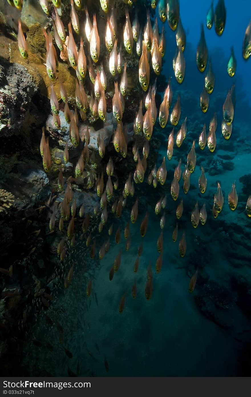 Glassfish, coral and ocean in the Red Sea. Glassfish, coral and ocean in the Red Sea.