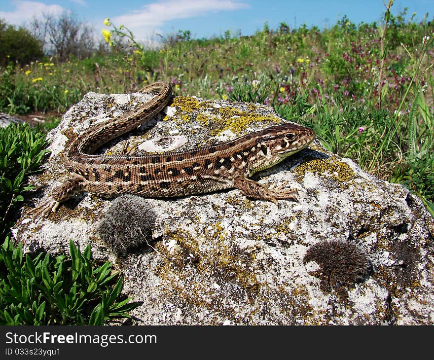 Lizard and stone