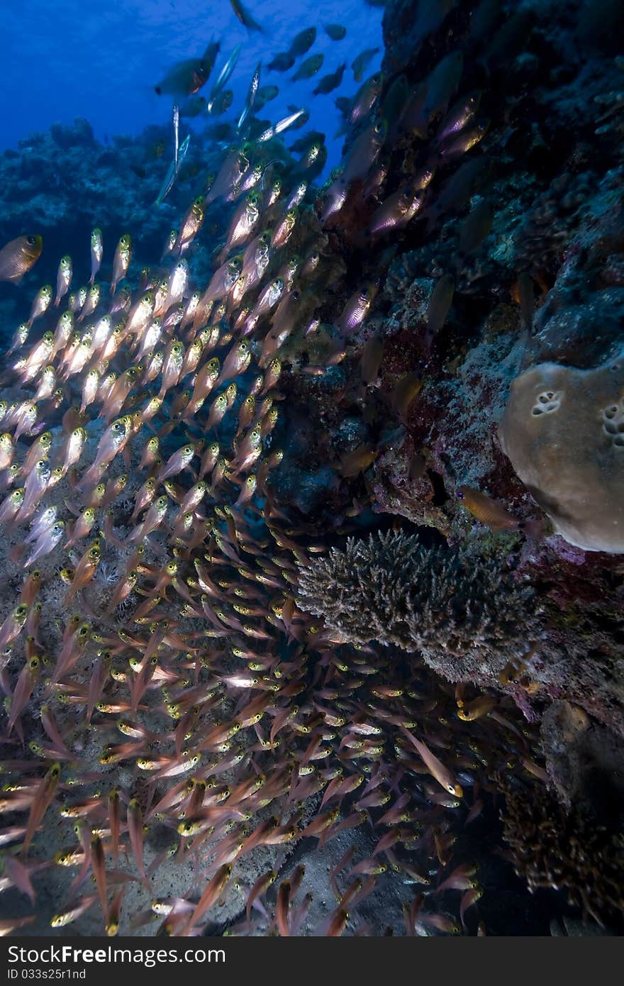 Glassfish, coral and ocean in the Red Sea. Glassfish, coral and ocean in the Red Sea.