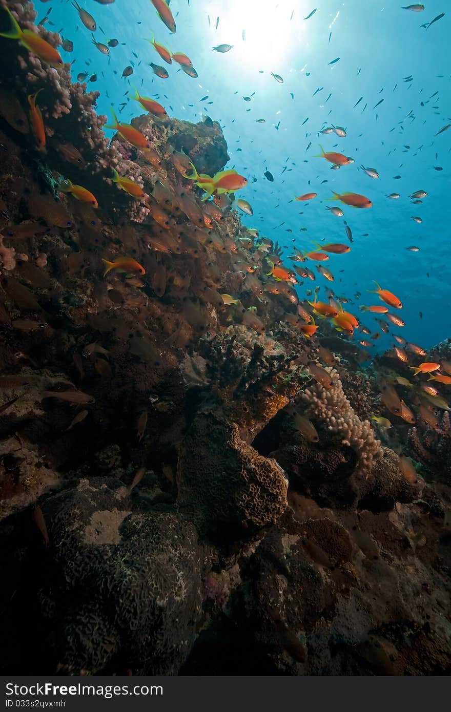 Ocean, coral and fish in the Red Sea. Ocean, coral and fish in the Red Sea.