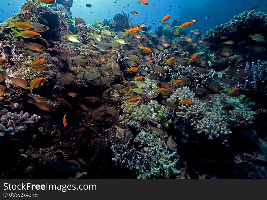 Ocean, coral and fish in the Red Sea. Ocean, coral and fish in the Red Sea.