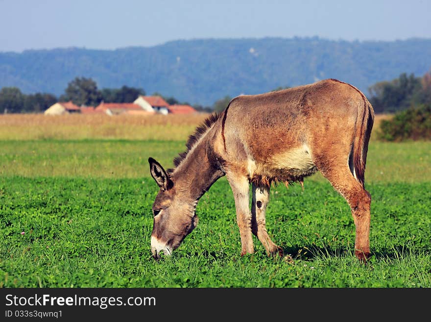 Donkey is eating in a grass