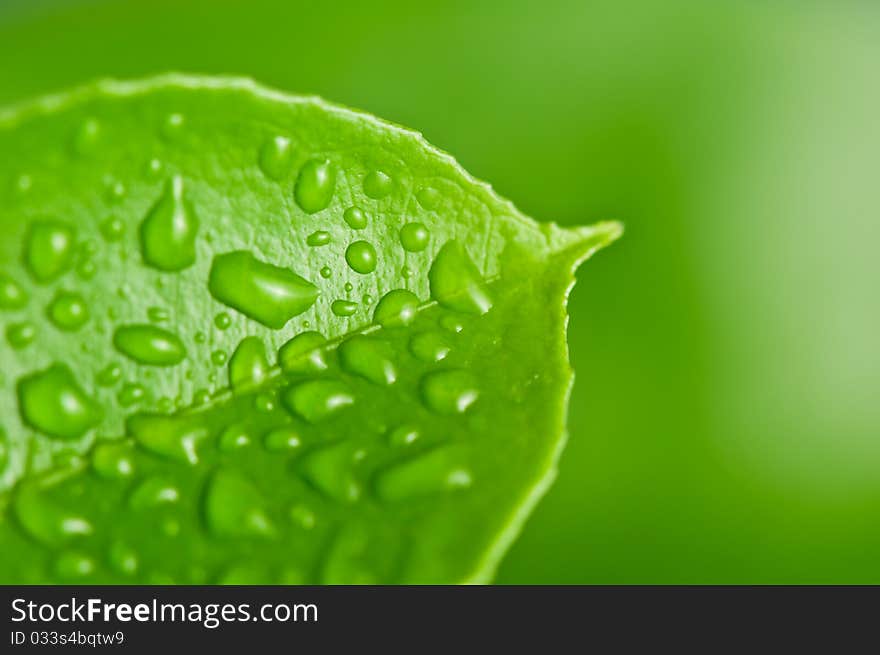 Green leaf background with raindrops