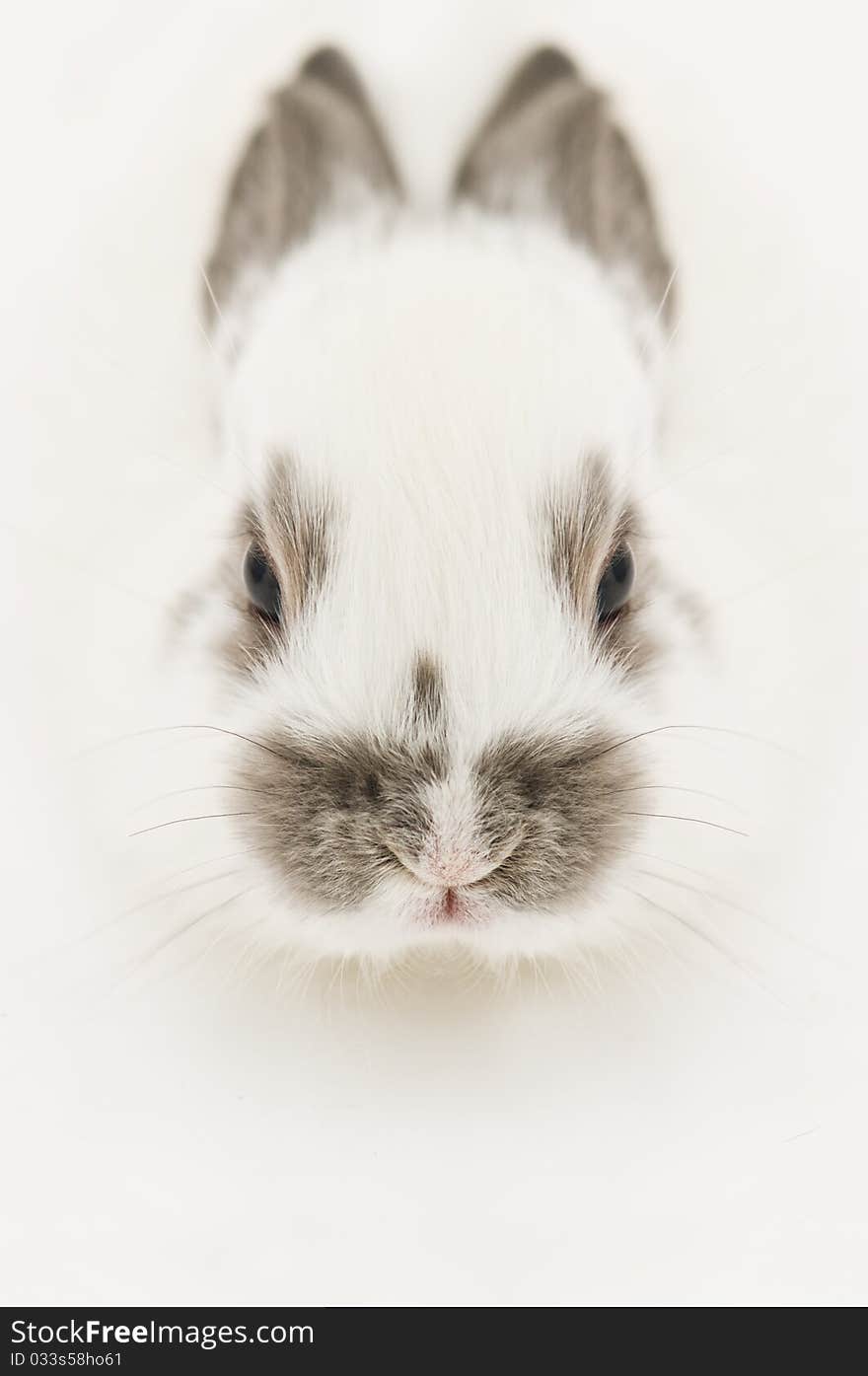 Fluffy rabbit head close up