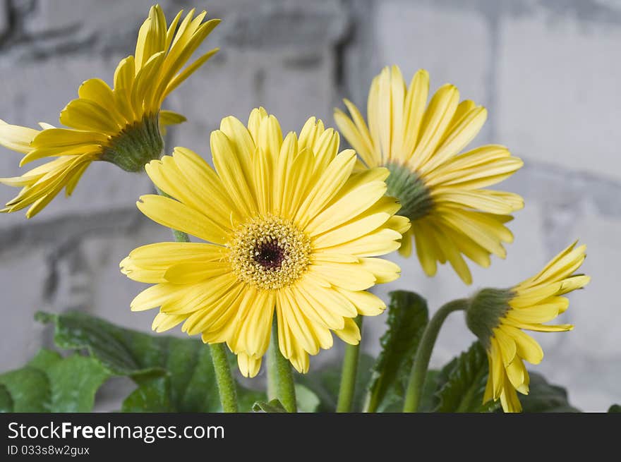 Beautiful yellow flower of daisy over blur grey background. Beautiful yellow flower of daisy over blur grey background