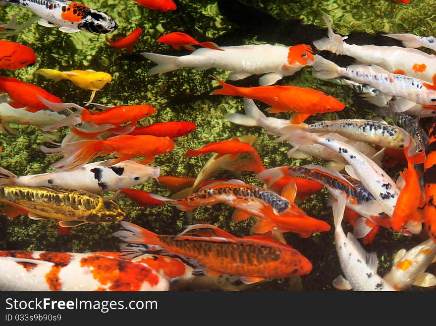 Tropical colorful fish