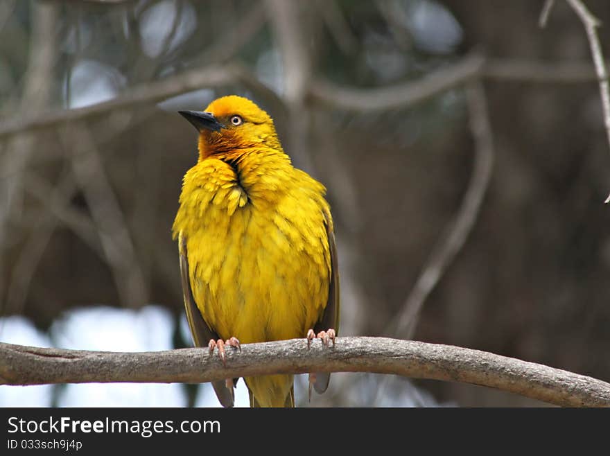 Cape Weaver Bird