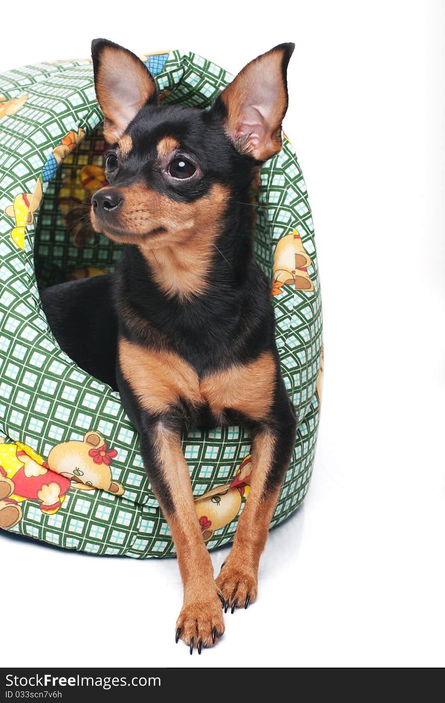 A toy terrier in a basket