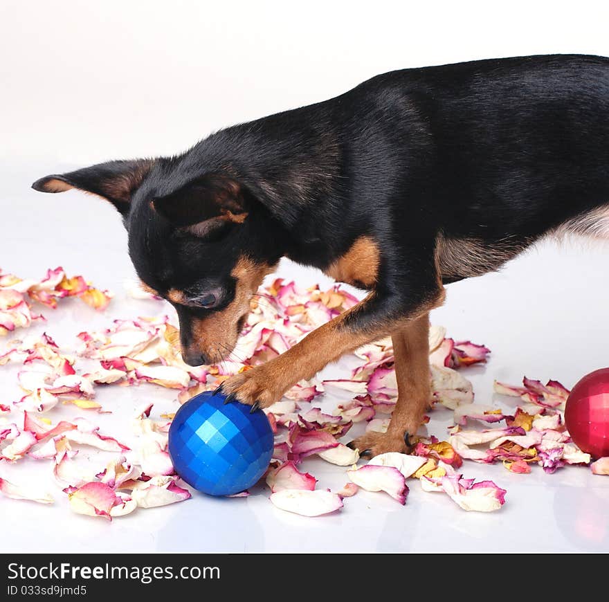 A toy terrier playing with a Christmas ball. A toy terrier playing with a Christmas ball