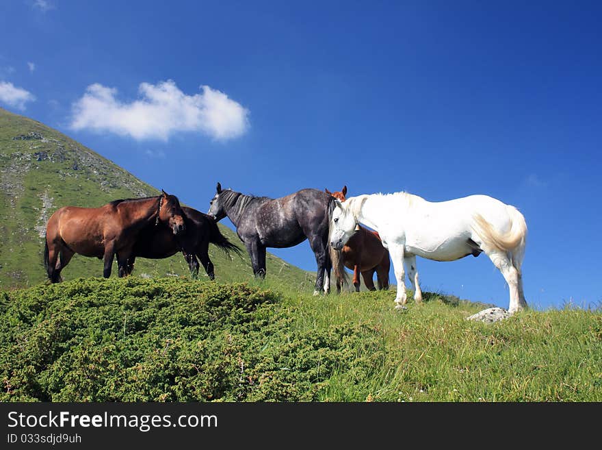 Horses on meadow