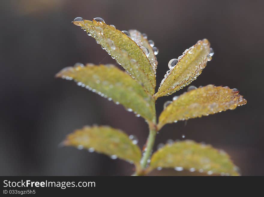 Wild rose leaf