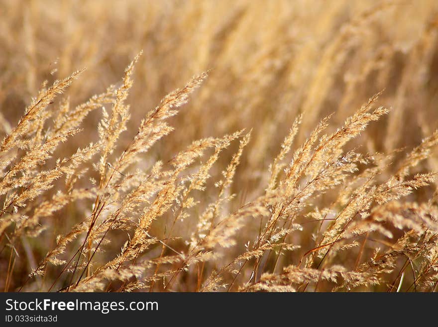 Gold autumn, delicate dry grass. Gold autumn, delicate dry grass