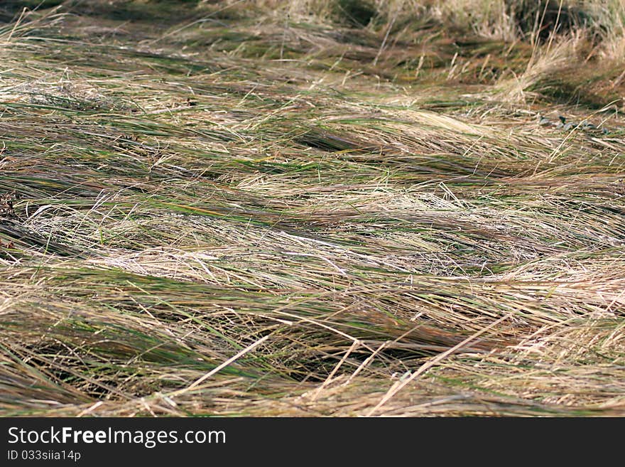 Beaten down, unmown dry grass. Beaten down, unmown dry grass