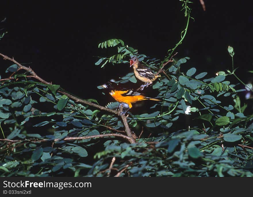 Baby Baltimore Oriole