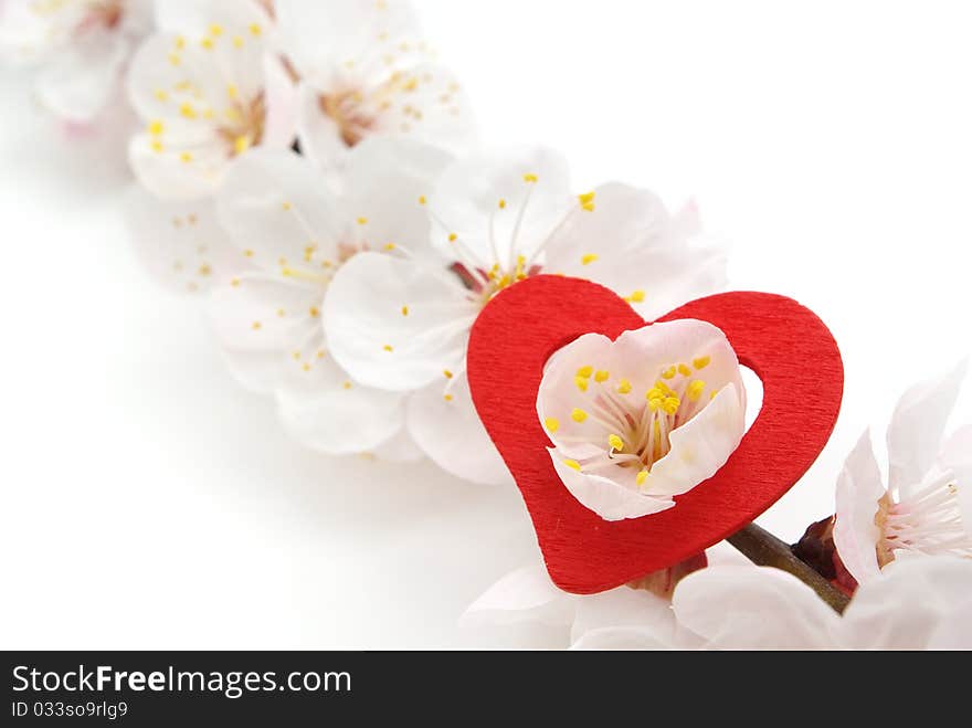 Heart and sakura. Nature composition. Conceptual design.