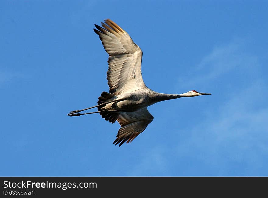 Sand Hill Crane In Flight, New Mexico