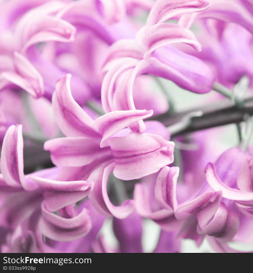 Pink purple Flowers background close up