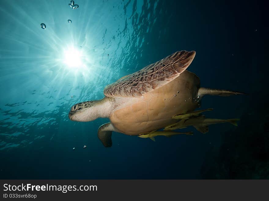 Green turtle and ocean.