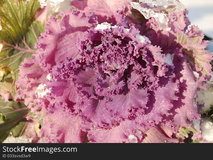 The frozen flower cabbage in snow. The frozen flower cabbage in snow