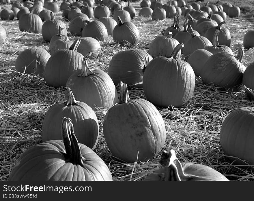 A Black and White Field Full of Pumpkins. A Black and White Field Full of Pumpkins