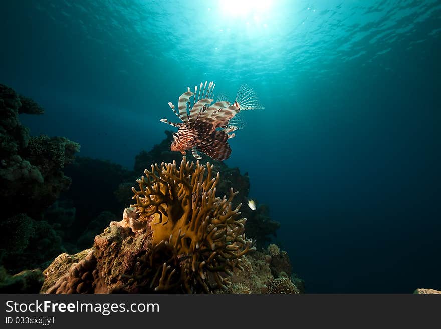 Lionfish in the Red Sea. Lionfish in the Red Sea.