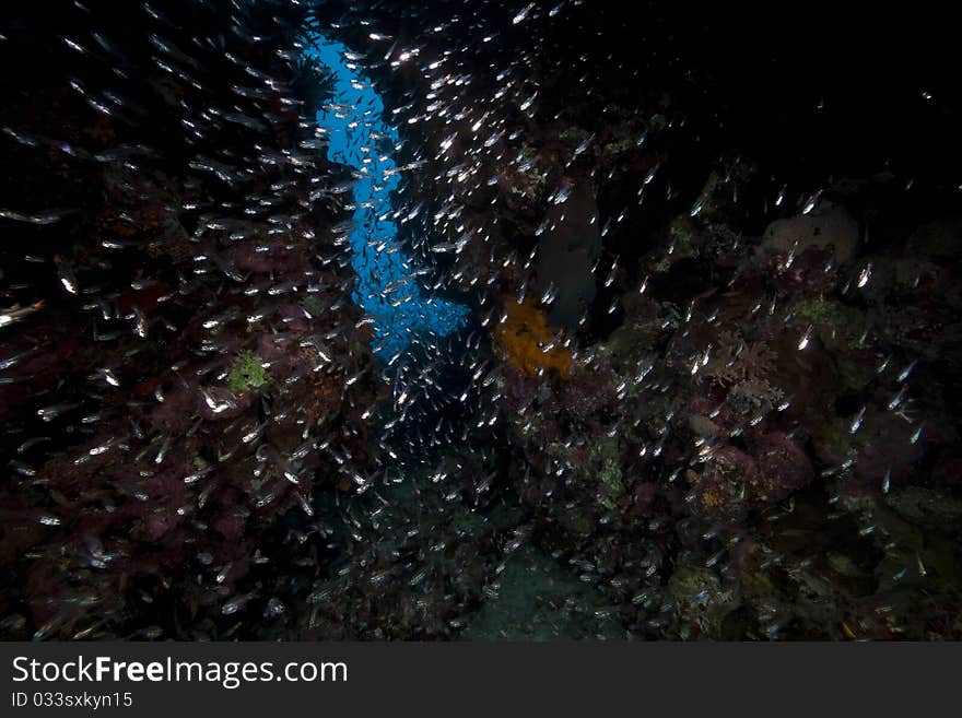 Fish and ocean in the Red Sea. Fish and ocean in the Red Sea.