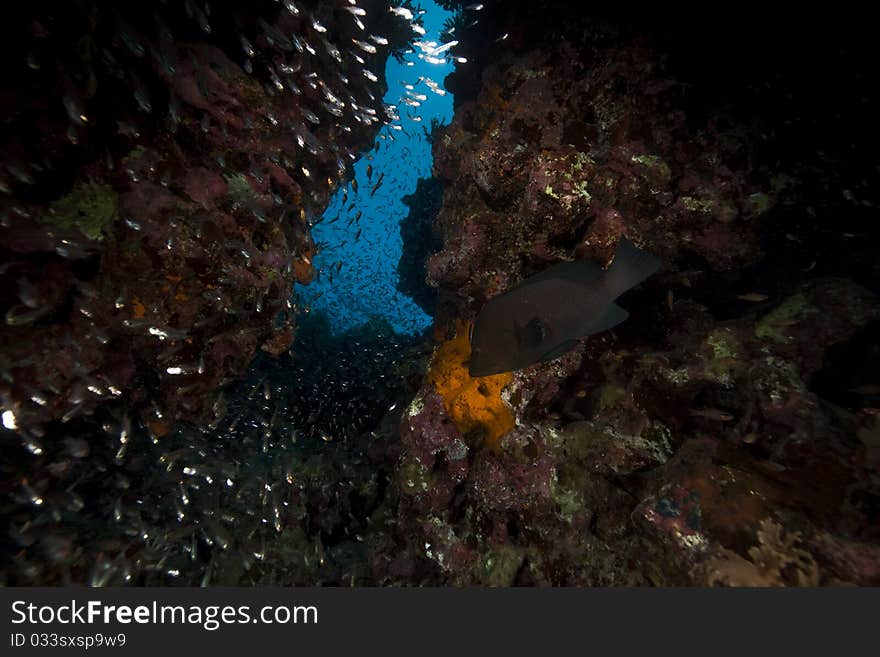 Fish and ocean in the Red Sea. Fish and ocean in the Red Sea.