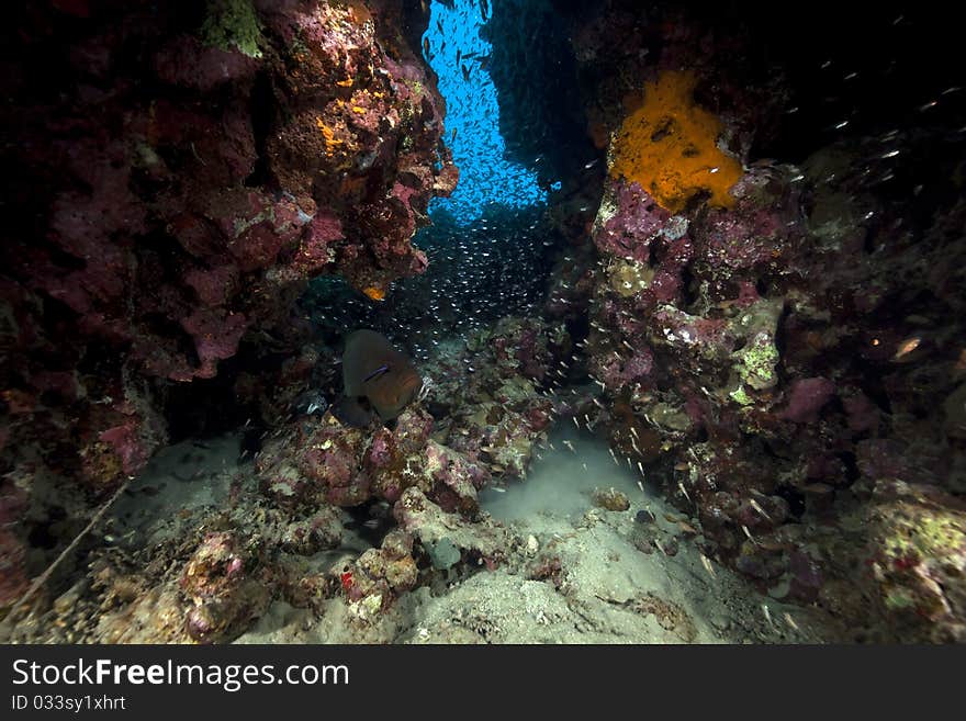 Fish and ocean in the Red Sea. Fish and ocean in the Red Sea.