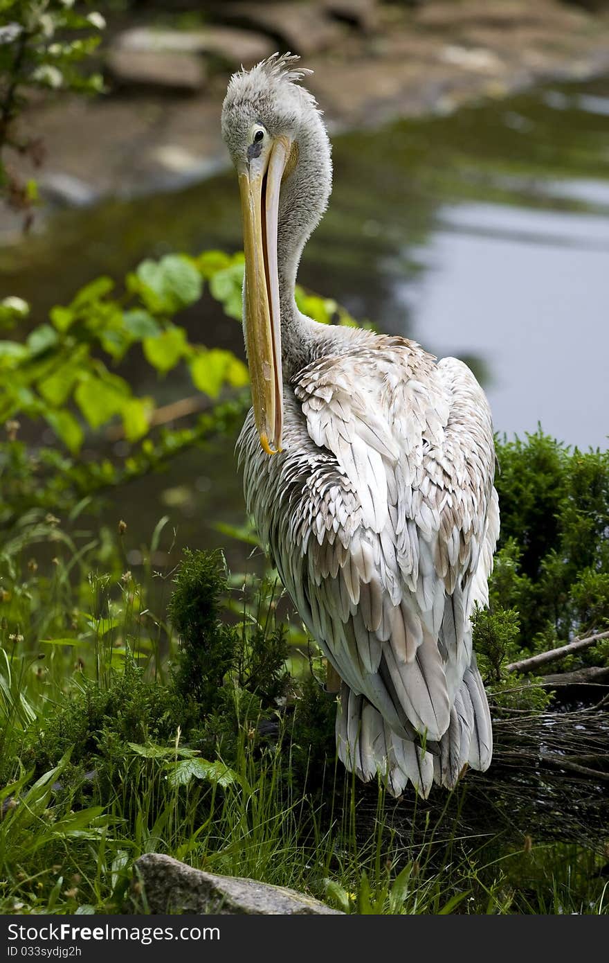 Pelican