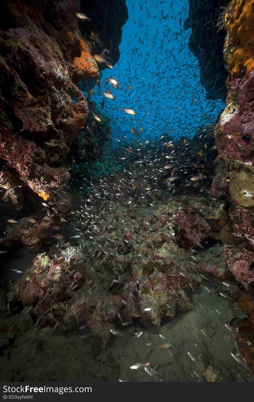 Fish and ocean in the Red Sea. Fish and ocean in the Red Sea.